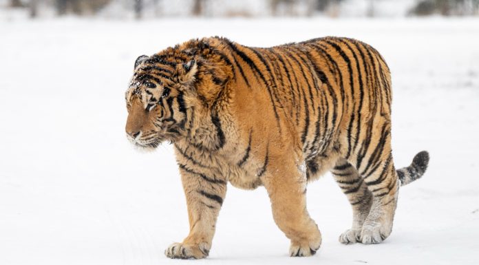 Cina: Harbin, neve imbianca parco delle tigri siberiane (1)