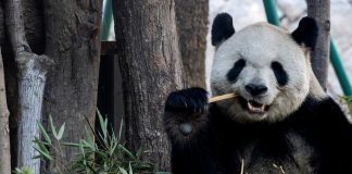 Cina: cinque panda giganti incontrano il pubblico al Panda World di Fuzhou (3)