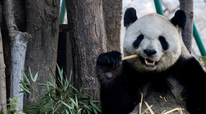 Cina: cinque panda giganti incontrano il pubblico al Panda World di Fuzhou (3)