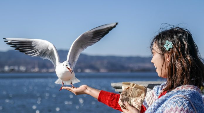 Cina: lago Dianchi, livello dell’acqua elevato per ottavo anno di fila (1)