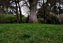 “Mettiamo radici per il futuro”, riparte la distribuzione di piante e alberi