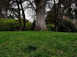 “Mettiamo radici per il futuro”, riparte la distribuzione di piante e alberi