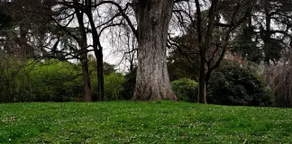 “Mettiamo radici per il futuro”, riparte la distribuzione di piante e alberi