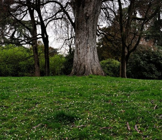 “Mettiamo radici per il futuro”, riparte la distribuzione di piante e alberi