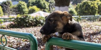 Cina: cane lupo di Kunming eccelle in servizi di soccorso (1)
