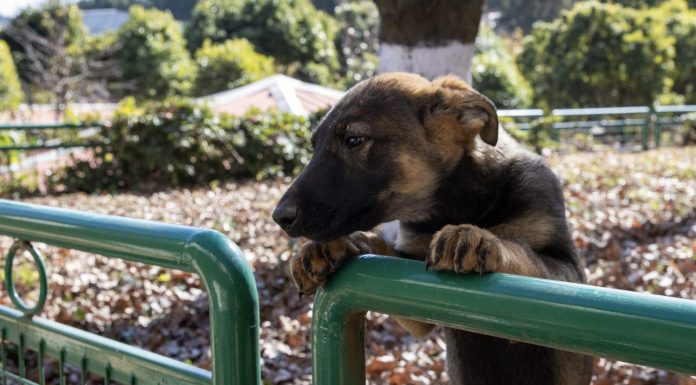 Cina: cane lupo di Kunming eccelle in servizi di soccorso (1)