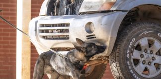 Cina: cane lupo di Kunming eccelle in servizi di soccorso (2)