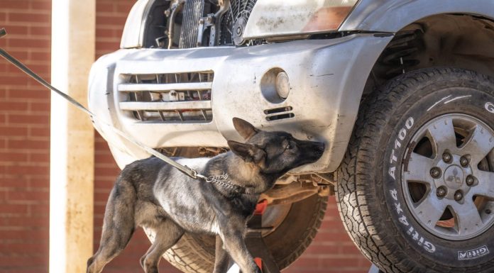 Cina: cane lupo di Kunming eccelle in servizi di soccorso (2)