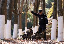 Cina: cane lupo di Kunming eccelle in servizi di soccorso (3)