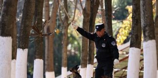 Cina: cane lupo di Kunming eccelle in servizi di soccorso (3)