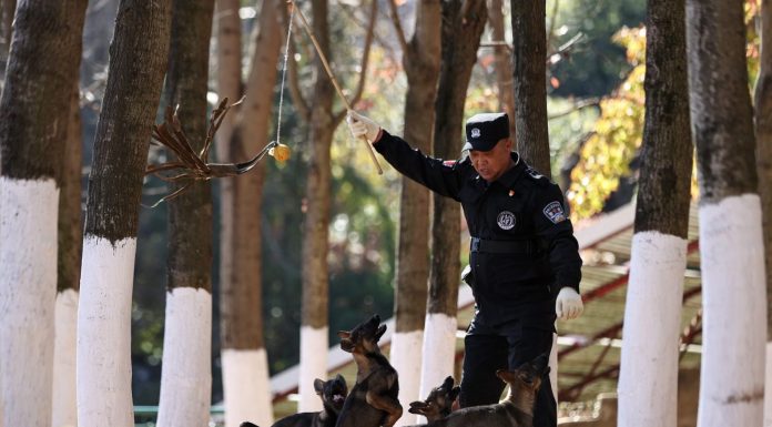 Cina: cane lupo di Kunming eccelle in servizi di soccorso (3)