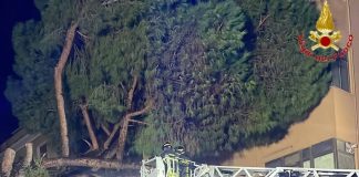 Due pini si abbattono su un’abitazione a Civitavecchia, nessun ferito