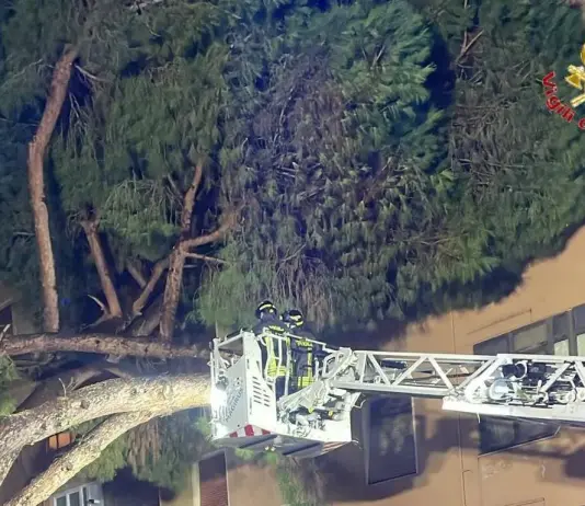 Due pini si abbattono su un’abitazione a Civitavecchia, nessun ferito