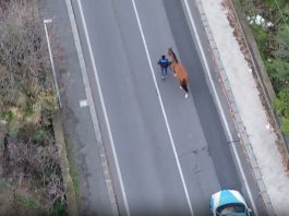 Nel Catanese una corsa clandestina di cavalli, 15 denunciati di cui 2 minori / Video