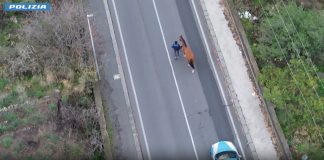 Nel Catanese una corsa clandestina di cavalli, 15 denunciati di cui 2 minori / Video