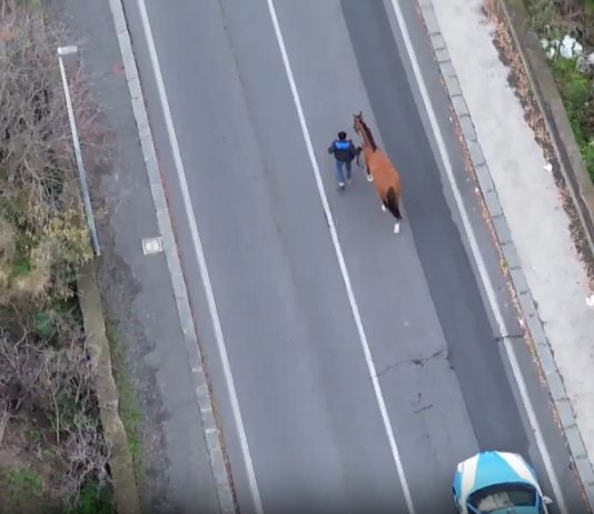 Nel Catanese una corsa clandestina di cavalli, 15 denunciati di cui 2 minori