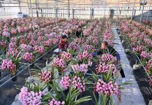 Cina: mercato floreale in fermento in vista della Festa di primavera (1)