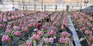 Cina: mercato floreale in fermento in vista della Festa di primavera (1)