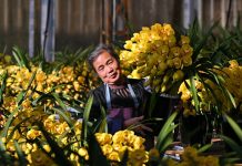 Cina: mercato floreale in fermento in vista della Festa di primavera (2)