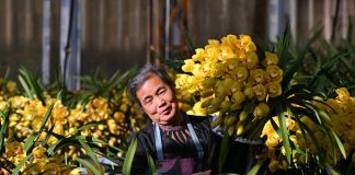 Cina: mercato floreale in fermento in vista della Festa di primavera (2)