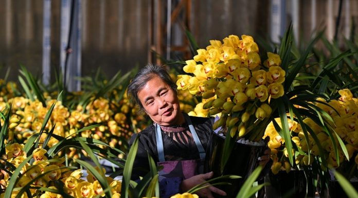 Cina: mercato floreale in fermento in vista della Festa di primavera (2)