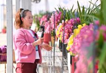 Cina: mercato floreale in fermento in vista della Festa di primavera (3)