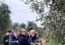 Puglia, scoperto un olivo infetto da Xylella nelle campagne di Bitonto. Paolicelli: “Caso isolato”