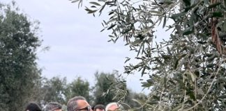 Puglia, scoperto un olivo infetto da Xylella nelle campagne di Bitonto. Paolicelli: “Caso isolato”