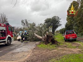 Maltempo, cade un albero sulla statale 125 dir. Oltre 100 interventi nel Sassarese