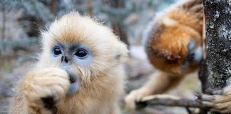 Cina: oltre 1.600 rinopitechi dorati nel parco di Shennongjia (1)