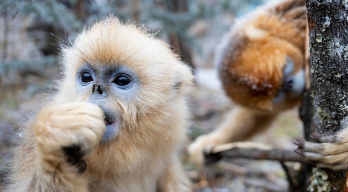 Cina: oltre 1.600 rinopitechi dorati nel parco di Shennongjia (1)