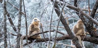 Cina: oltre 1.600 rinopitechi dorati nel parco di Shennongjia (2)