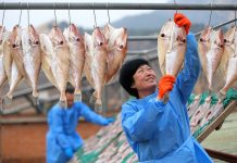 Cina: il processo di essiccazione del pesce nello Shandong (1)