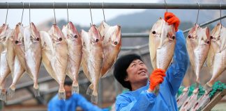 Cina: il processo di essiccazione del pesce nello Shandong (1)