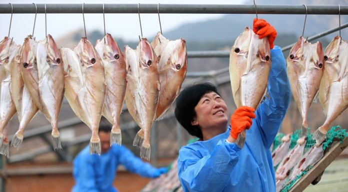 Cina: il processo di essiccazione del pesce nello Shandong (1)