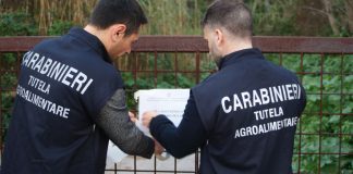 Truffa all’Agea per pascoli inesistenti, sequestro per 4 allevatori nel Messinese