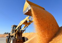 Cina: livello record di produzione cerealicola nel 2025