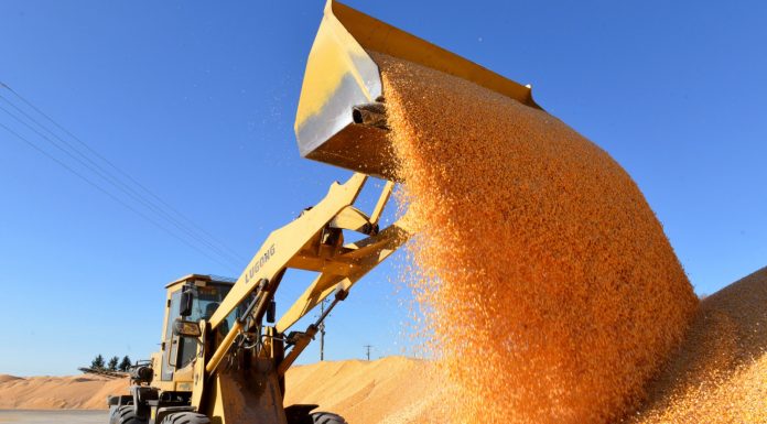 Cina: livello record di produzione cerealicola nel 2025