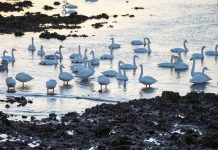 Cina: oltre 6.000 cigni migrati a Rongcheng per svernare (1)