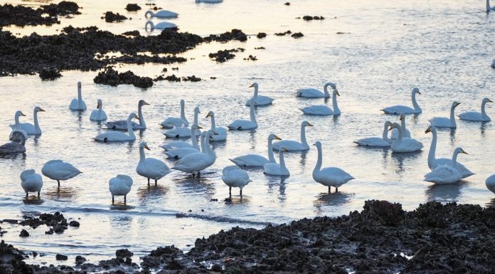 Cina: oltre 6.000 cigni migrati a Rongcheng per svernare (1)