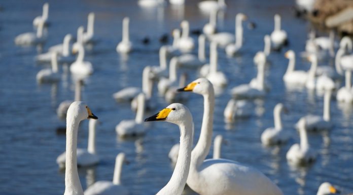 Cina: oltre 6.000 cigni migrati a Rongcheng per svernare (2)