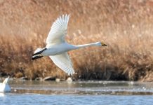 Cina: oltre 6.000 cigni migrati a Rongcheng per svernare (3)