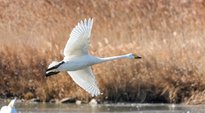 Cina: oltre 6.000 cigni migrati a Rongcheng per svernare (3)