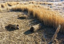 Cina: Xinjiang, proseguono attività di controllo della desertificazione (2)