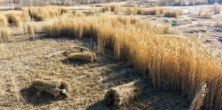 Cina: Xinjiang, proseguono attività di controllo della desertificazione (2)