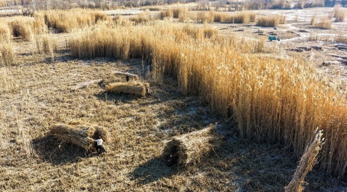 Cina: Xinjiang, proseguono attività di controllo della desertificazione (2)