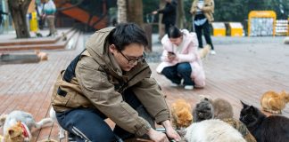 Cina: Chongqing ospita rifugio per gatti con oltre 40 professionisti (1)