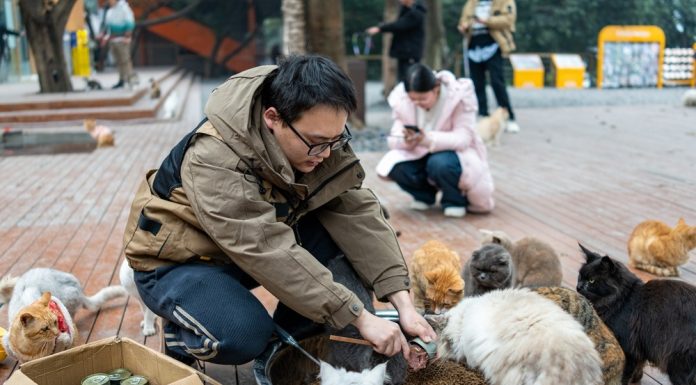 Cina: Chongqing ospita rifugio per gatti con oltre 40 professionisti (1)