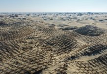 Cina: Xinjiang, proseguono attività di controllo della desertificazione (3)