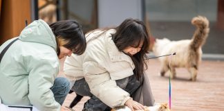 Cina: Chongqing ospita rifugio per gatti con oltre 40 professionisti (2)